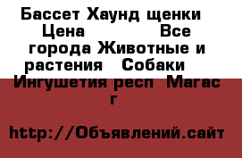 Бассет Хаунд щенки › Цена ­ 20 000 - Все города Животные и растения » Собаки   . Ингушетия респ.,Магас г.